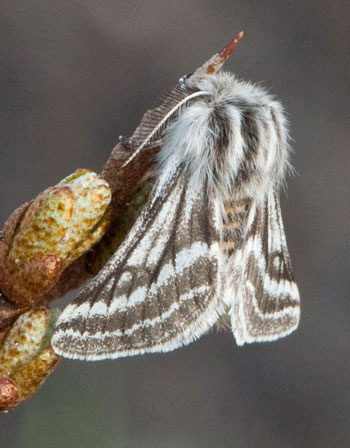 Belted Beauty moth