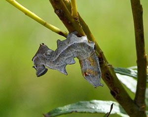 Pebble Prominent larva