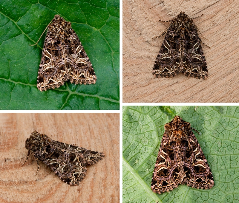 Sideridis rivularis Lepidoptera Species